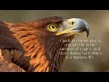 Seven characteristics of the eagle as a spirit guide