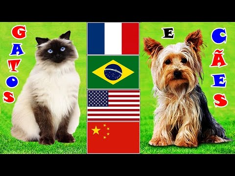 Vídeo: Quais Países Têm Mais Gatos