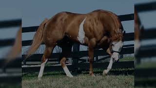 Beautiful American Quarter Horses