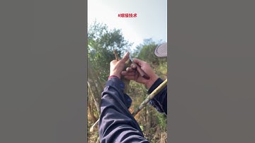 #shorts Phương pháp ghép ghép #công nghệ ghép #新农人计划2023 #三农 #trồng trọt nông nghiệp