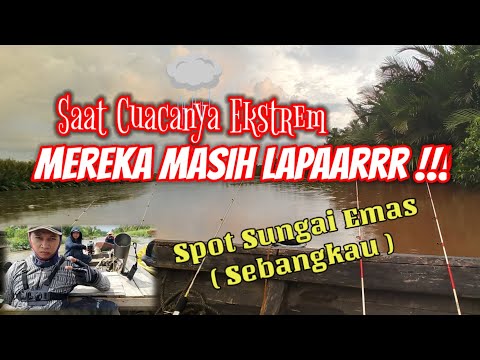 MANCING UDANG di Sungai Emas Sebangkau di Saat Cuaca Ekstrem dan Ternyata Mereka Masih Lapar #007