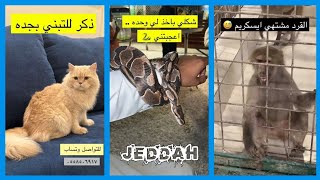 عبدالرحيم في مهرجان DJ KENNELS لتبني الحيوانات في جده 😍 \ سناب عبدالرحيم Bingoo