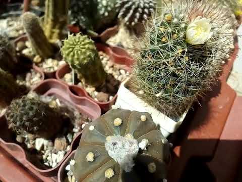 Aylostera 🌵🌼 цветение айлостеры. 17.06.2019