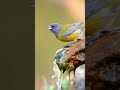 Beautiful Thirsty Bird #shortsviral #viralvideo