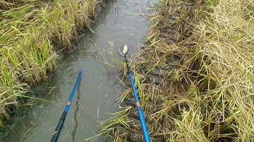 Xiệt Trúng Ổ Rô Đồng Cá Lóc Cá Phi Trong Mương Ruộng Mới Cắt | kích cá miền tây