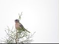 Birds Of Morocco African Chaffinch عصفور ظالم إفريقي