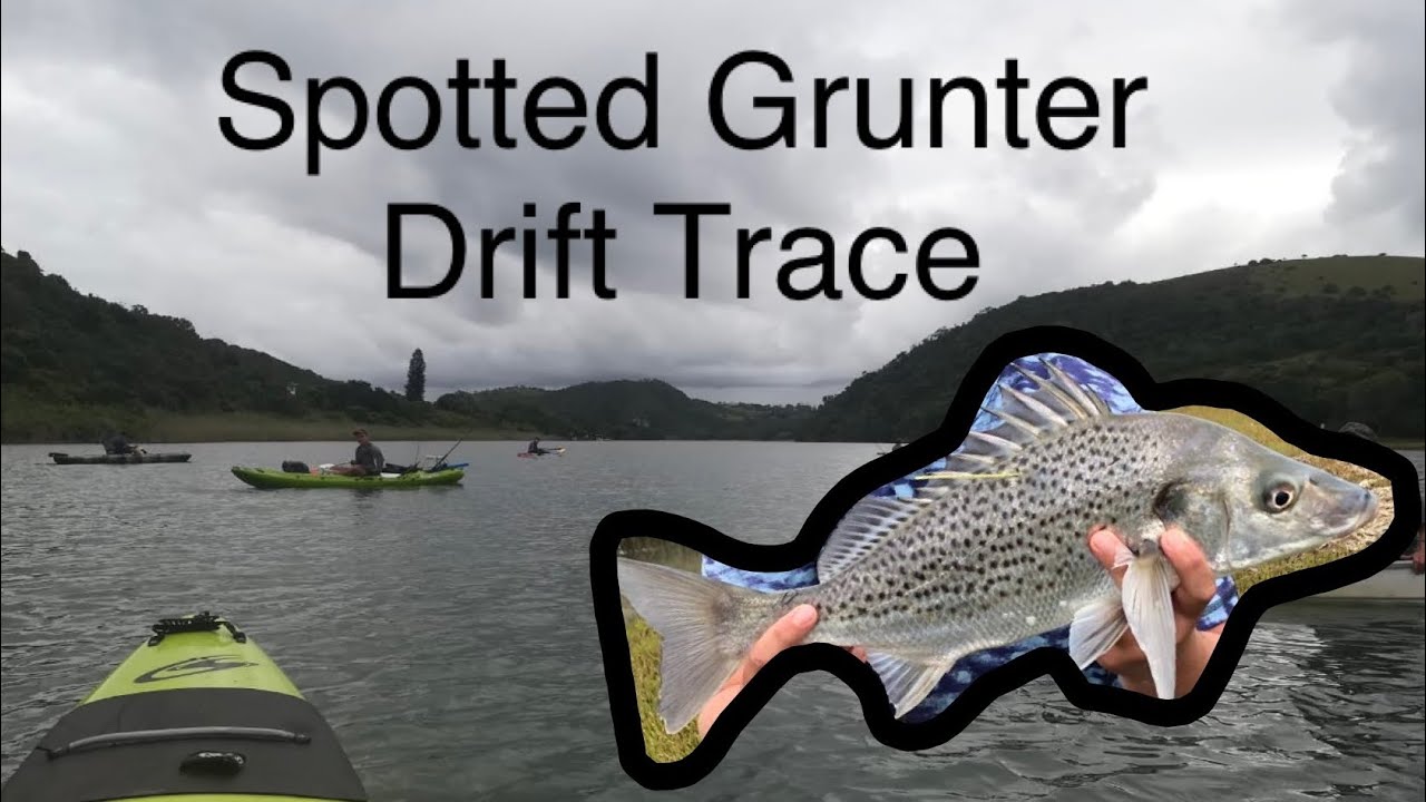 Spotted Grunter Trace For River Drifting YouTube spotted-grunter-trace-for-river-drifting-youtube