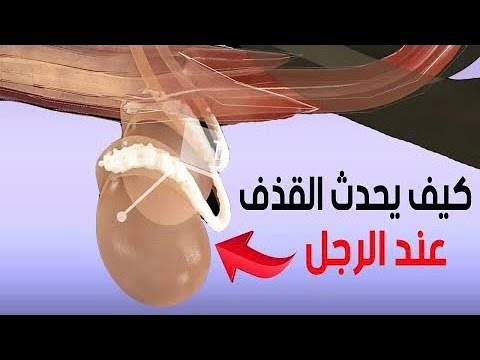 كيف يحدث اطلاق السائل المنوي عند الرجال
