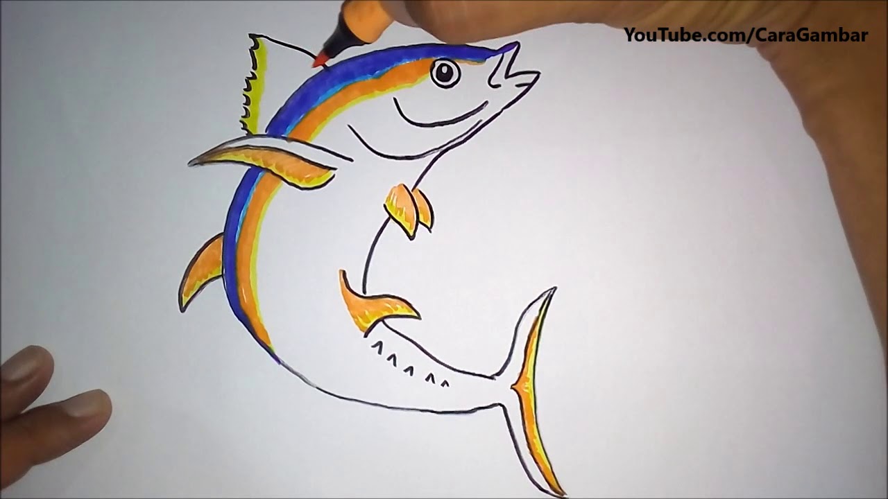 Cara Gambar  Ikan  Tuna  YouTube