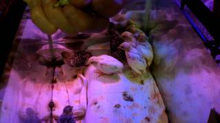 100_0475.MP4