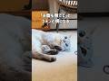 撫でられ好きの元野良猫くう「お腹も撫でて」と横になっていたら…先輩猫に尻尾で遊ばれるようになった