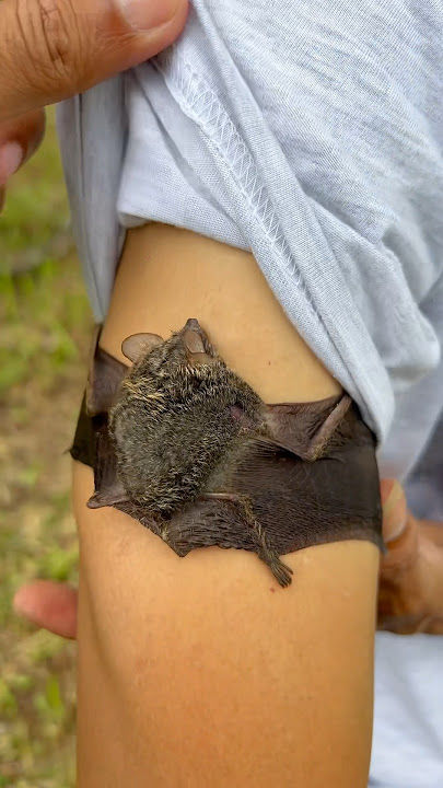 DI GIGIT KELELAWAR VAMPIRE #viral #trending #komedi #shortvideo #like #kreatif #vampire #shorts