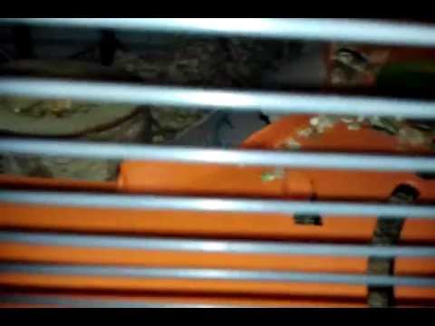 Hamster Hat Schluckauf Youtube
