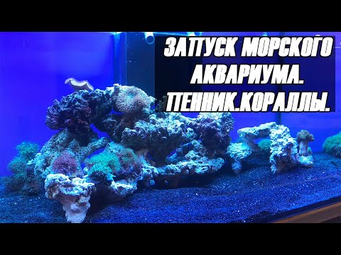 Запуск морского аквариума. Включение пенника.Первые кораллы.