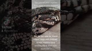 Tegu Reptile Shedding #asmr by Shanti Kriens 71 views 5 months ago 1 minute, 4 seconds