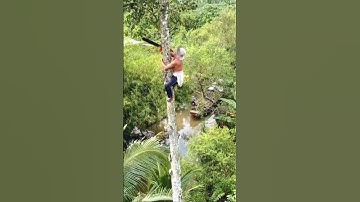 Nhìn mà toát mồ hôi với Vua Khỉ leo cây cao này