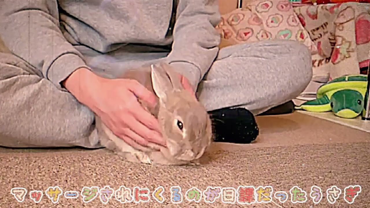 うさぎ】両手でしっかり本格的マッサージをしてもらうのが日課だった我