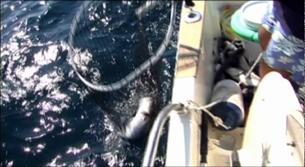 Robalos con Nestor Santos