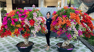 Hoa kiểng Tết 13/1 Ngọc Bích chào bán Lô Hoa Giấy Ngũ Sắc Thái gốc to, tàn khủng
