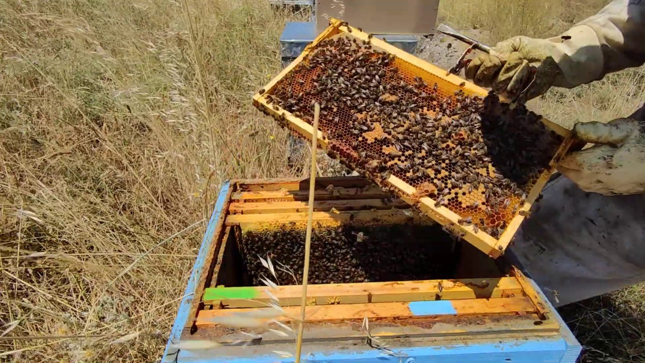 Enjambres de emergencia en verano 🌞🌴🏄🎇