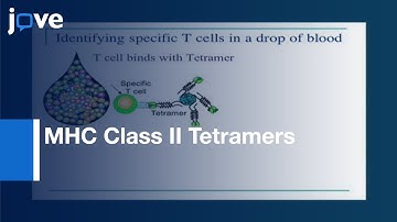 Visualizing Antigen Specific CD4+ T Cells Using MHC Class II Tetramers l Protocol Preview