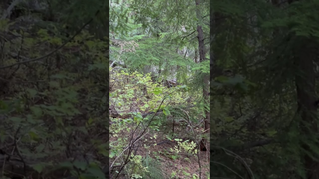 Bugling Bull Elk! #elk #september #archery #sitka #kuiu