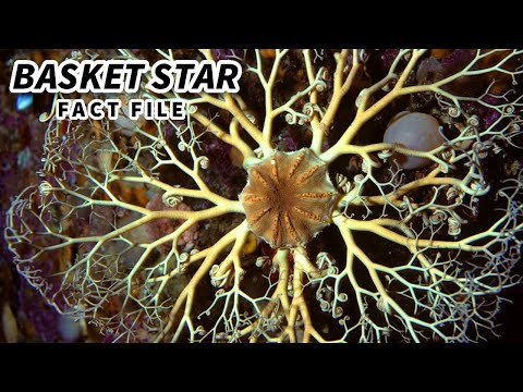 Basket Star facts: fancy brittle stars | Animal Fact Files