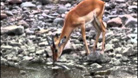 Eritrean orthodox tewahdo mezmur the best