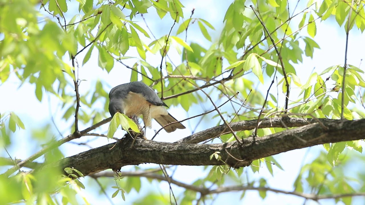 ♪鳥くん野鳥動画（群馬）ツミ♂Ａｄ採食JapaneseSparowHawk - YouTube