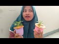 Vlog Jenis tanaman cocor bebek #cocorbebek