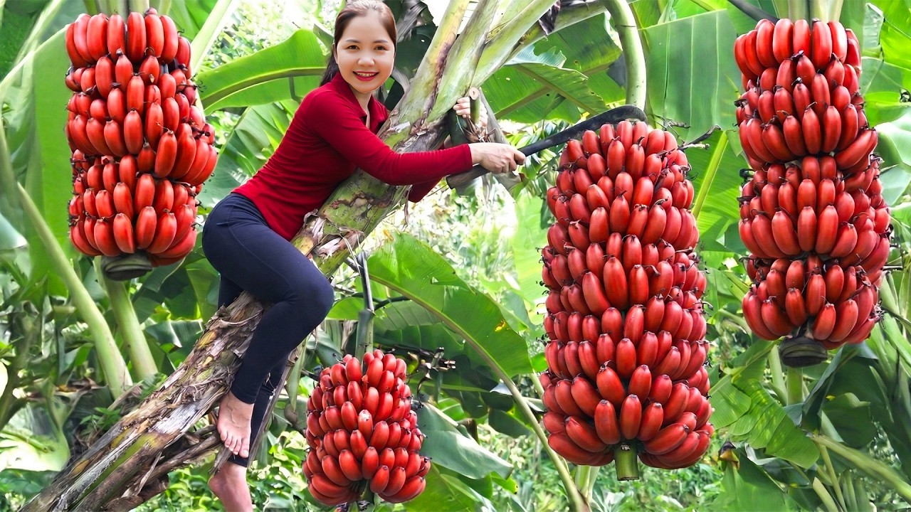 Harvesting 1000+ Rare Red Bananas To Sell At Market, Sweet Red Banana Dessert | Han Harvesting