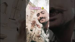 Day 27/365 | धुरंधर | viral  / @CowVlogs77 #cow #Haryana #Trending #Shorts #CowVideo