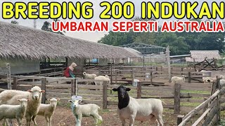 PELIHARA 200 INDUKAN KANDANG SEMI UMBARAN SEPERTI PETERNAKAN AUSTRALIA MUDAH DAN SIMPEL