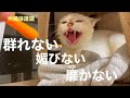 ［沖縄保護猫］#29.30（再）ぼろぼろガリガリだった元野良猫『ディノ』群れない媚びない靡かない孤高のディノ！#沖縄#猫#みぱね#ディノ