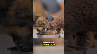 Prebiotics: The Secret to a Healthier, Happier Dog