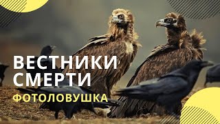 «Падальщики, стервятники, вестники смерти»: черные грифы вернулись в степи Калмыкии