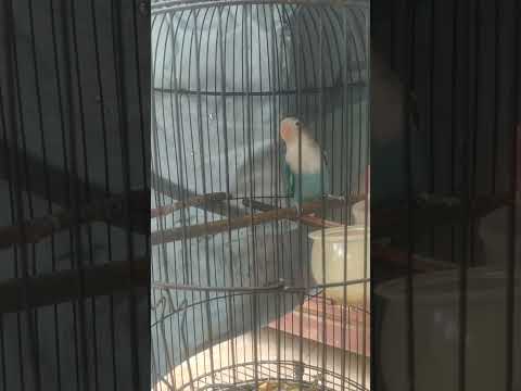 Lovebird Fighter Janda Binor