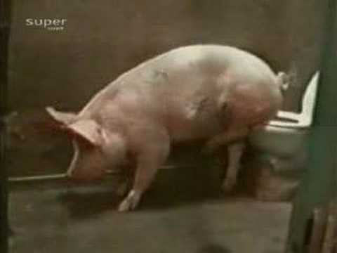 Pig Shit in toilet