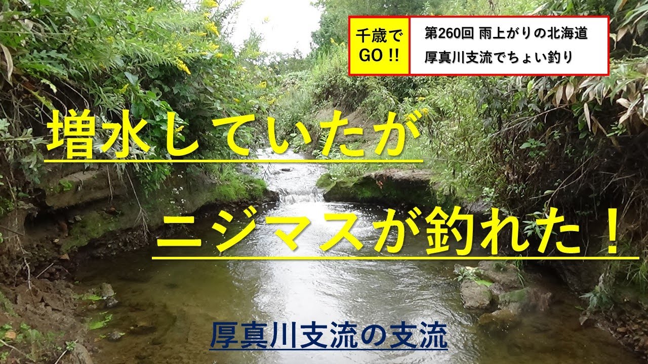 千歳でgo 第260回 雨上がりの北海道厚真川支流でちょい釣りしました ニジマスが釣れました Youtube