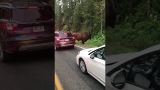 Don't Approach the Bison in Yellowstone National Park || ViralHog