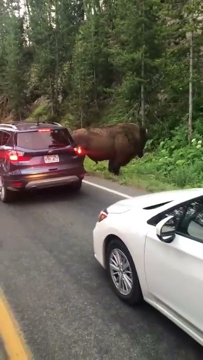 Die Rip-Szene Die In Yellowstone Zu Weit Ging