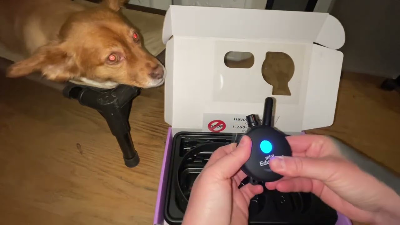 Micro Educator Ecollar Setup for 15lbs Long Hair Chihuahua Mix | Dog Training Jersey City