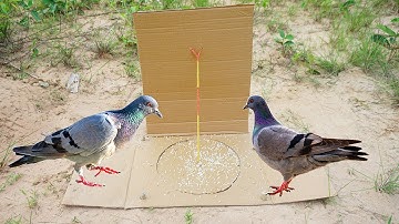 Best Pigeon Bird Trap Using Box - #Easy Bird Trap Technique - #funny