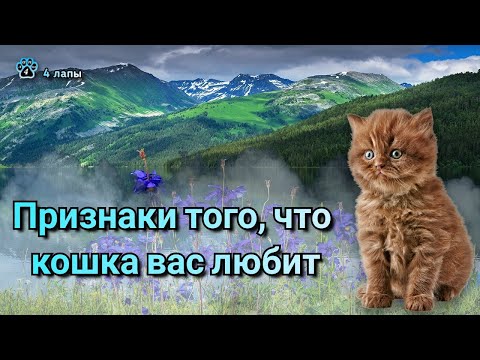 Видео: Умелый котенок: все признаки того, что кто-то полностью с тобой