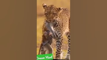 #trending #trendingshorts #whatsappstatus #subscribe #leopard #monkey #wildlife #Dream Hunt #viral