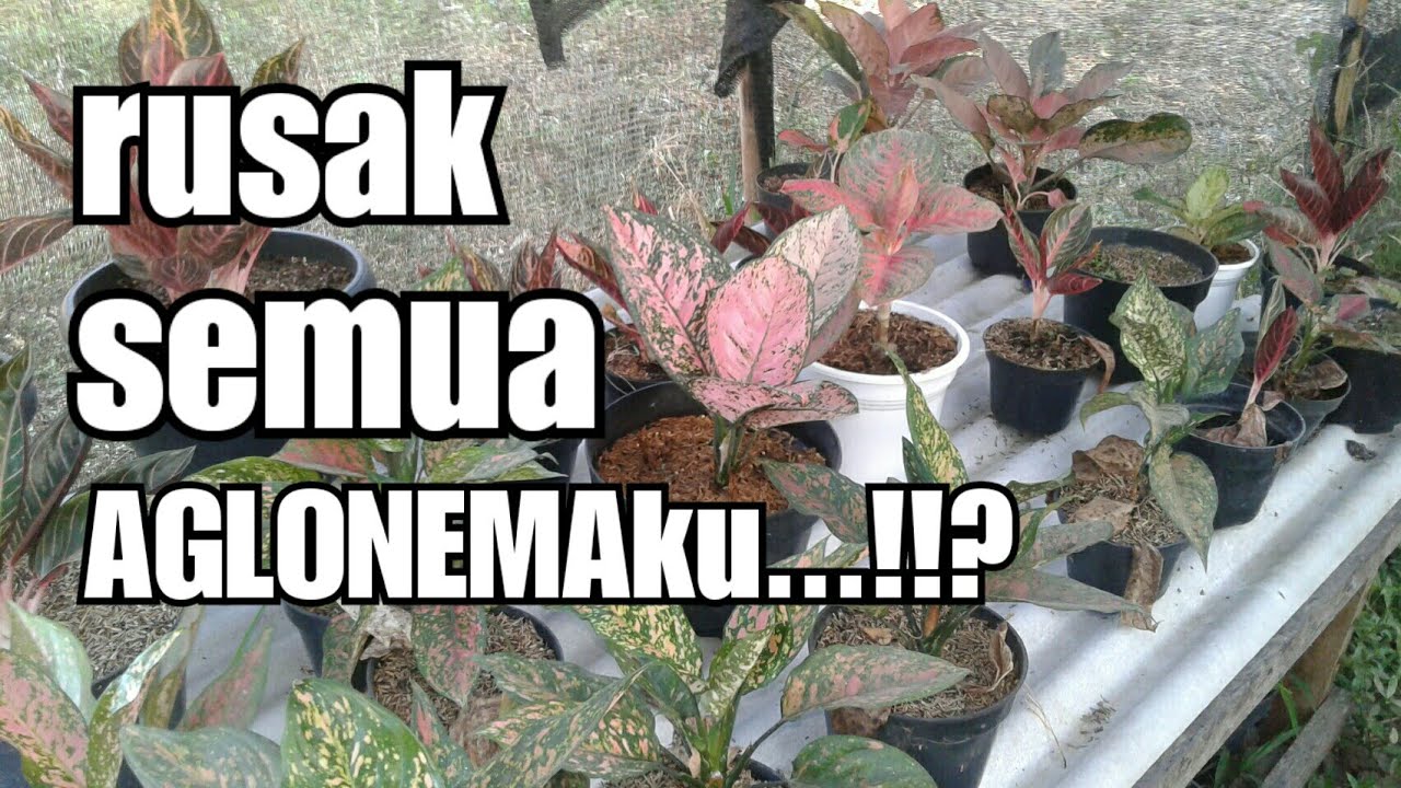 Mengobati aglonema busuk batang dan akar