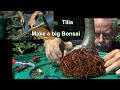 Big bonsai tilia die linde aus dem topf vom kompost wir machen einen bonsai aus einem baum