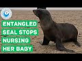 Entangled Seal Stops Nursing Her Baby