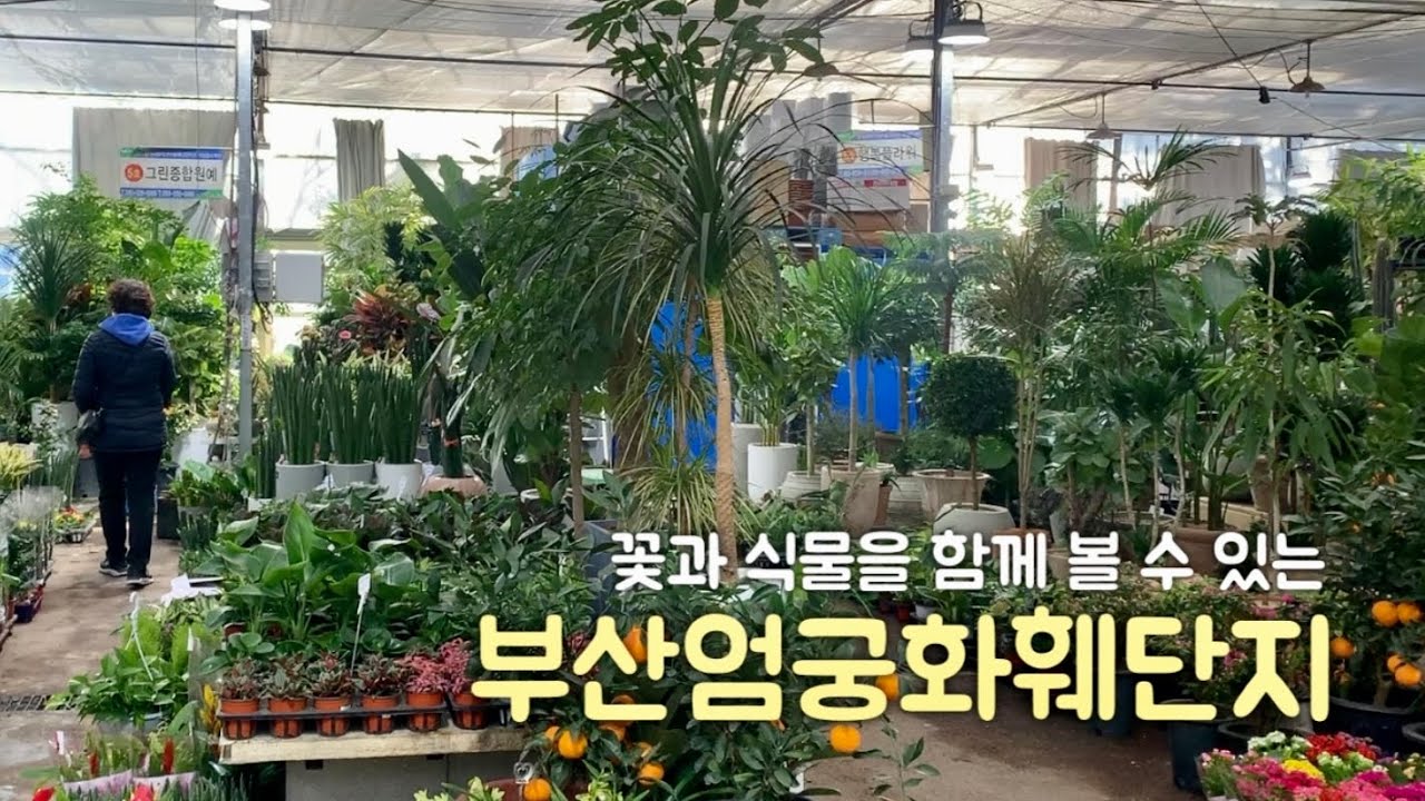 부산 엄궁화훼단지+꽃시장 랜선투어