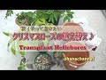 秋❢クリスマスローズの植え替え🍁Transplant Hellebores